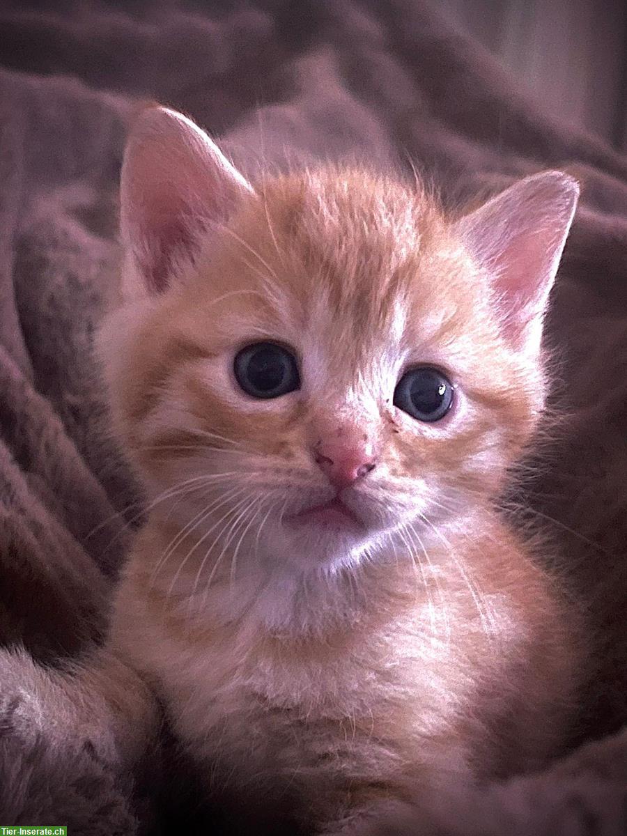 Junge Kater sucht ein liebesvolles Zuhause