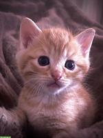 Junge Kater sucht ein liebesvolles Zuhause