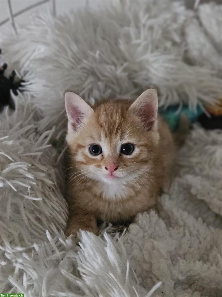 Bild 3: Junge Kater sucht ein liebesvolles Zuhause