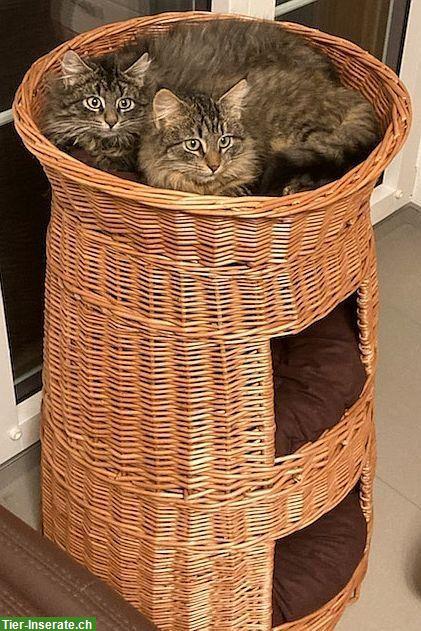 Bild 2: Weidekorb Turm für 6 Katzen geeignet mit Kissen, fabrikneu!