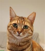 Anhängliche Katze Chloe sucht ein liebes Zuhause