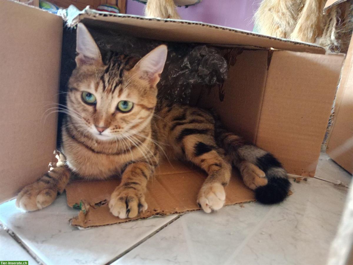 Bild 2: Anhängliche Katze Chloe sucht ein liebes Zuhause