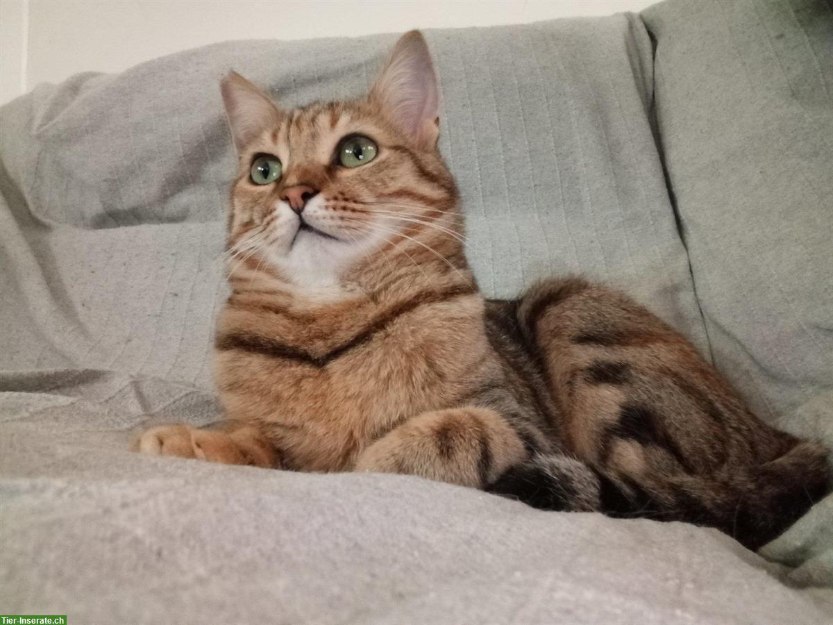 Bild 3: Anhängliche Katze Chloe sucht ein liebes Zuhause