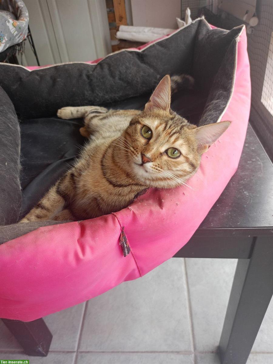 Bild 4: Anhängliche Katze Chloe sucht ein liebes Zuhause