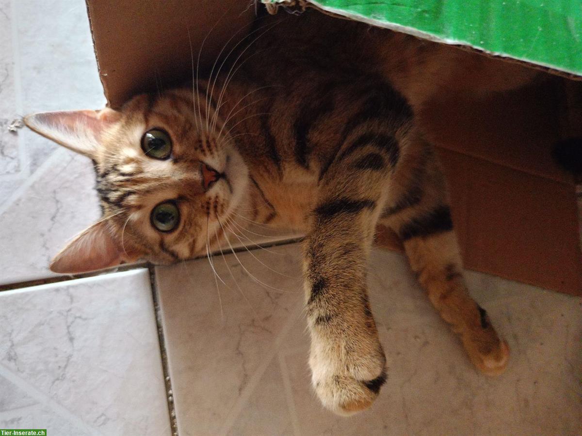 Bild 5: Anhängliche Katze Chloe sucht ein liebes Zuhause