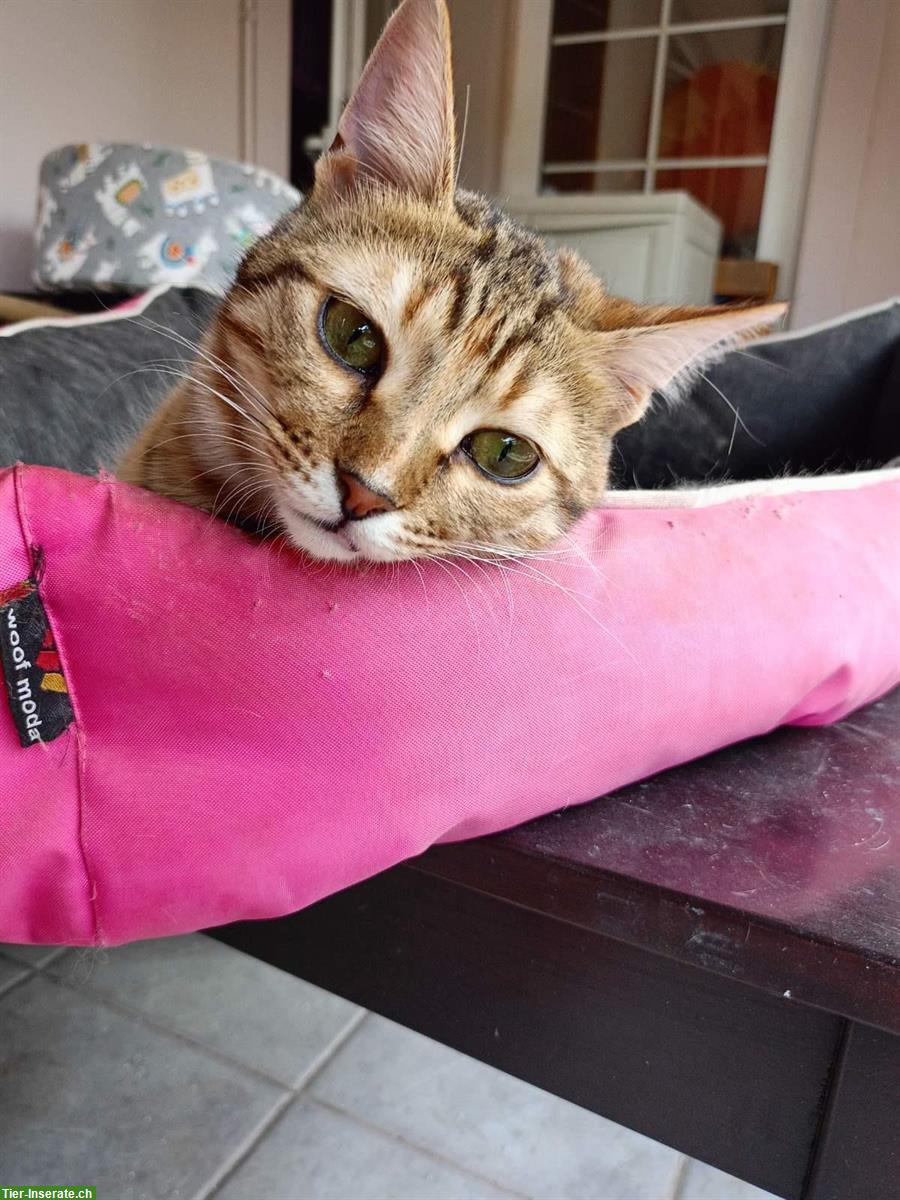 Bild 6: Anhängliche Katze Chloe sucht ein liebes Zuhause