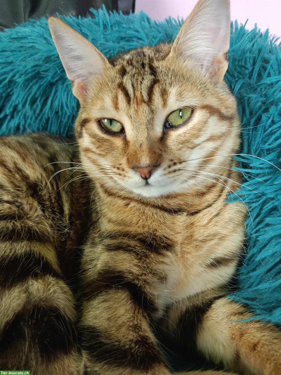 Bild 7: Anhängliche Katze Chloe sucht ein liebes Zuhause