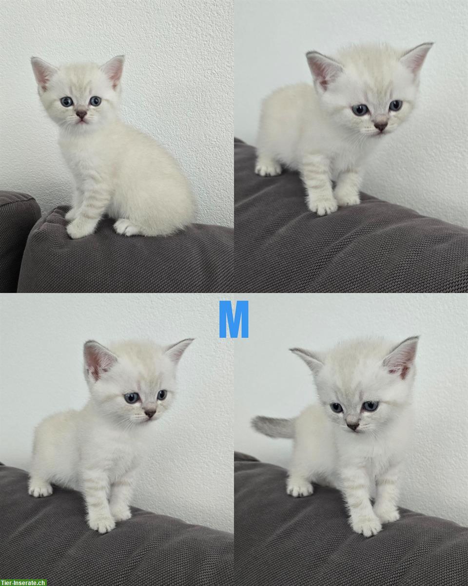 BKH Kitten Blue point/silver shaded