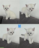 BKH Kitten Blue point/silver shaded