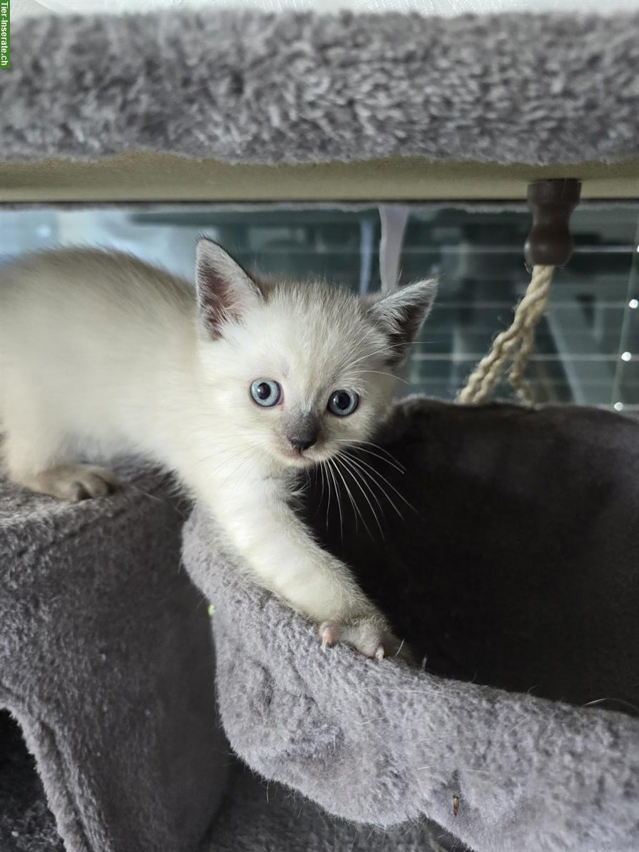 Bild 2: BKH Kitten Blue point/silver shaded