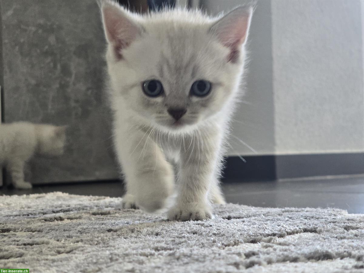 Bild 6: BKH Kitten Blue point/silver shaded