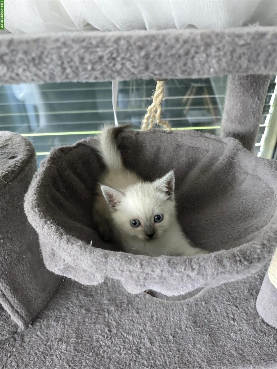 Bild 8: BKH Kitten Blue point/silver shaded