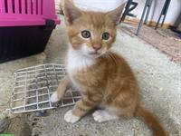 Süsse Maine Coon Mix Katerli suchen tolles Zuhause