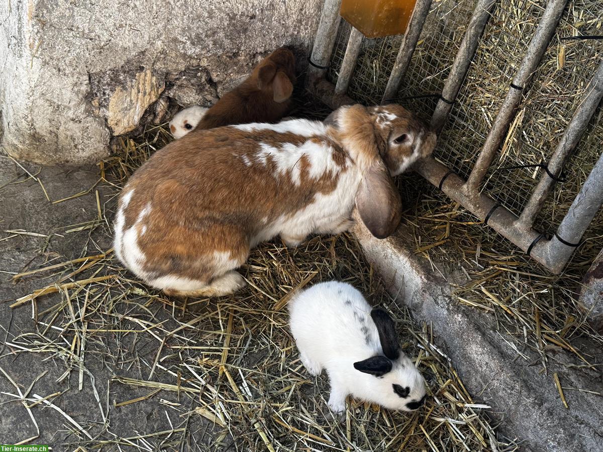 Kaninchen Familie zu verkaufen