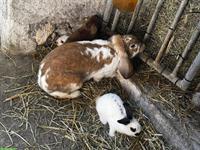 Kaninchen Familie zu verkaufen