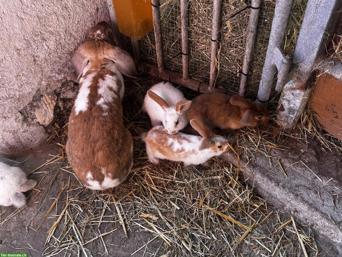 Bild 2: Kaninchen Familie zu verkaufen