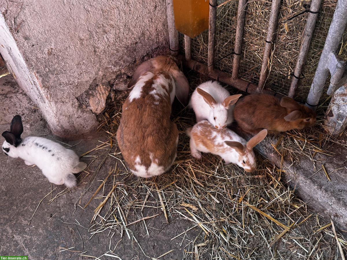 Bild 3: Kaninchen Familie zu verkaufen
