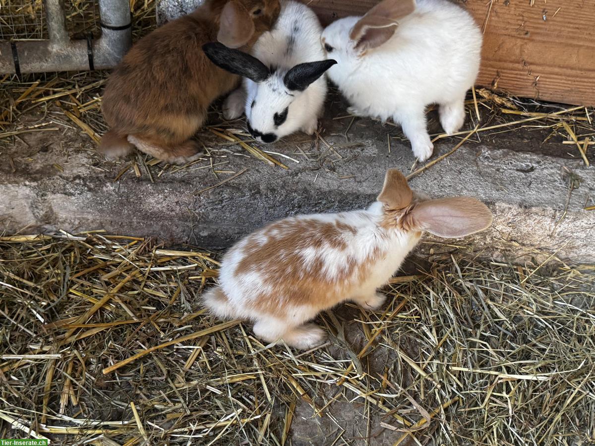 Bild 4: Kaninchen Familie zu verkaufen