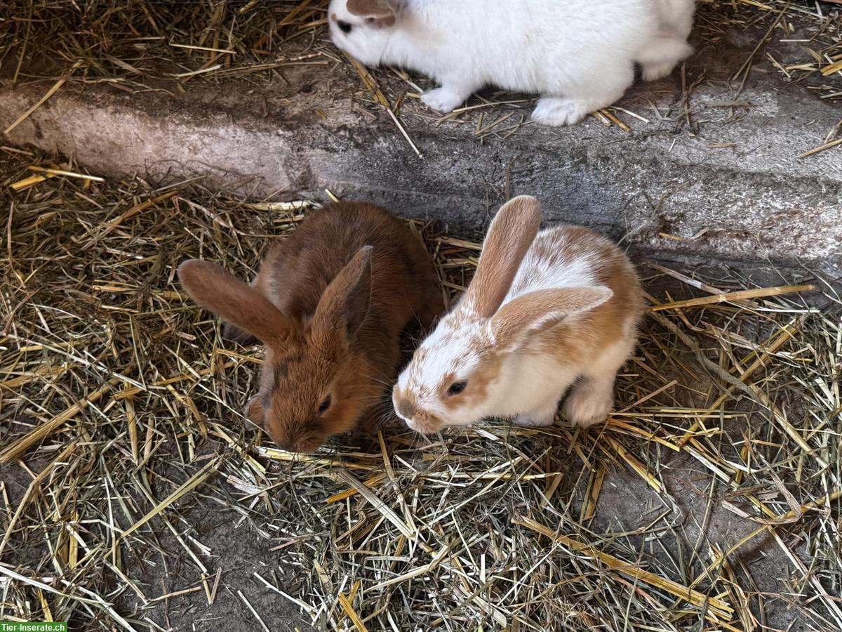 Bild 5: Kaninchen Familie zu verkaufen