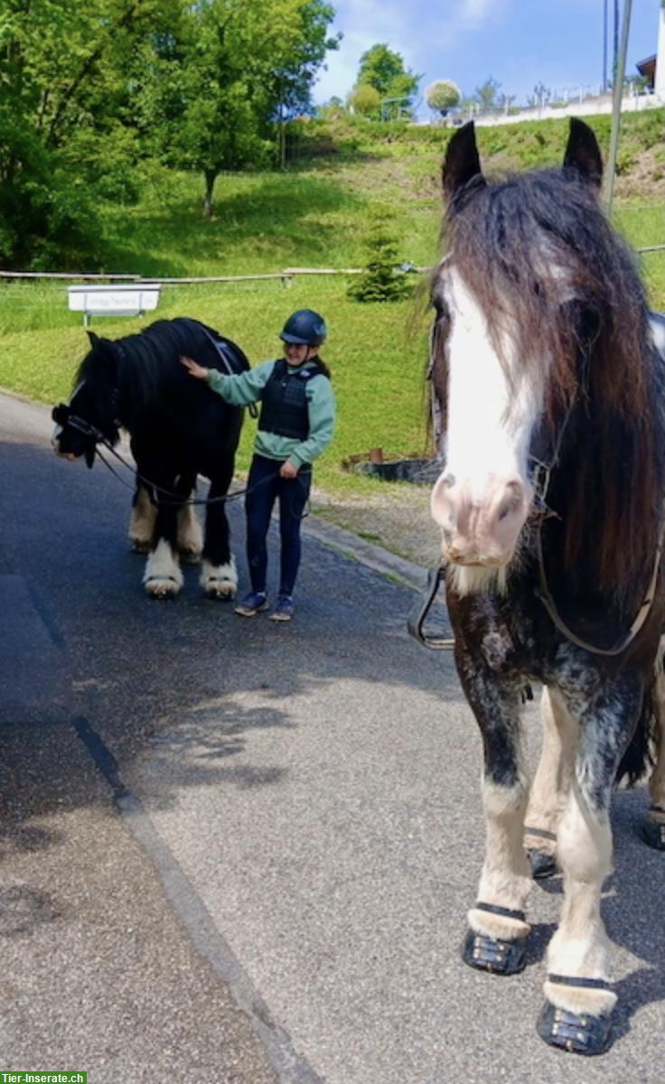 Reitunterricht: liebevoller Einstieg für Kinder und Jugendliche