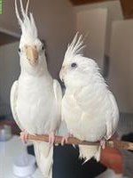 2 Nymphensittiche mit Käfig und Zubehör