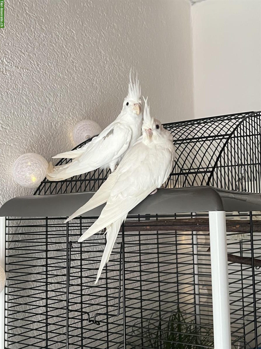 Bild 2: 2 Nymphensittiche mit Käfig und Zubehör