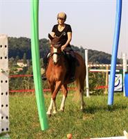 Reitbeteiligung auf 8-jähriger FM Stute, Däniken SO