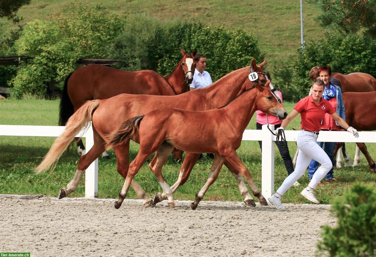 Bild 3: Reitbeteiligung auf 8-jähriger FM Stute, Däniken SO