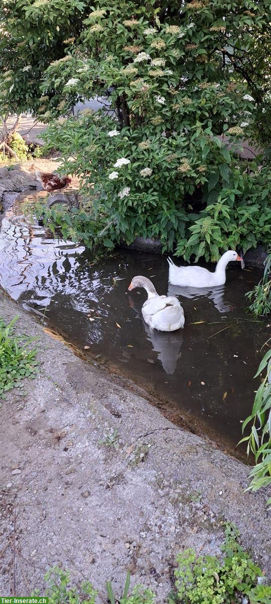 2 Gänse suchen ein neues Zuhause