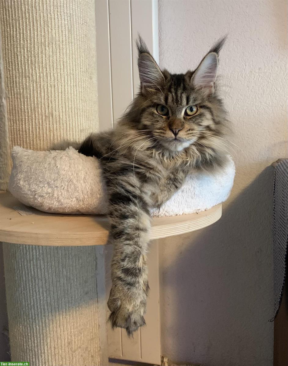 2 tolle Maine Coon Kätzinnen, 2-jährig, kastriert