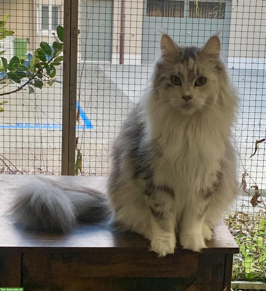 Bild 3: 2 tolle Maine Coon Kätzinnen, 2-jährig, kastriert