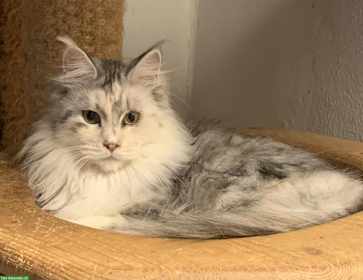 Bild 4: 2 tolle Maine Coon Kätzinnen, 2-jährig, kastriert
