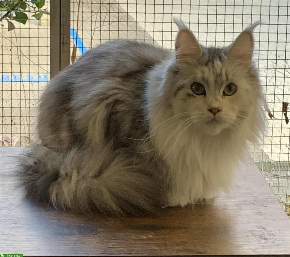 Bild 5: 2 tolle Maine Coon Kätzinnen, 2-jährig, kastriert