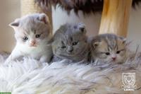 Reinrassige Britisch BKH Kitten mit Stammbaum