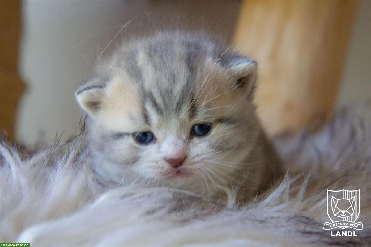 Bild 2: Reinrassige Britisch BKH Kitten mit Stammbaum