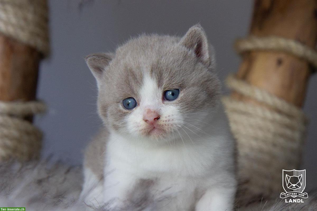 Bild 3: Reinrassige Britisch BKH Kitten mit Stammbaum