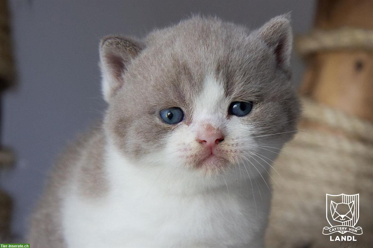 Bild 4: Reinrassige Britisch BKH Kitten mit Stammbaum