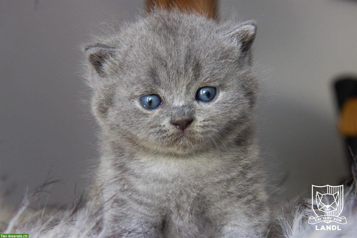 Bild 5: Reinrassige Britisch BKH Kitten mit Stammbaum