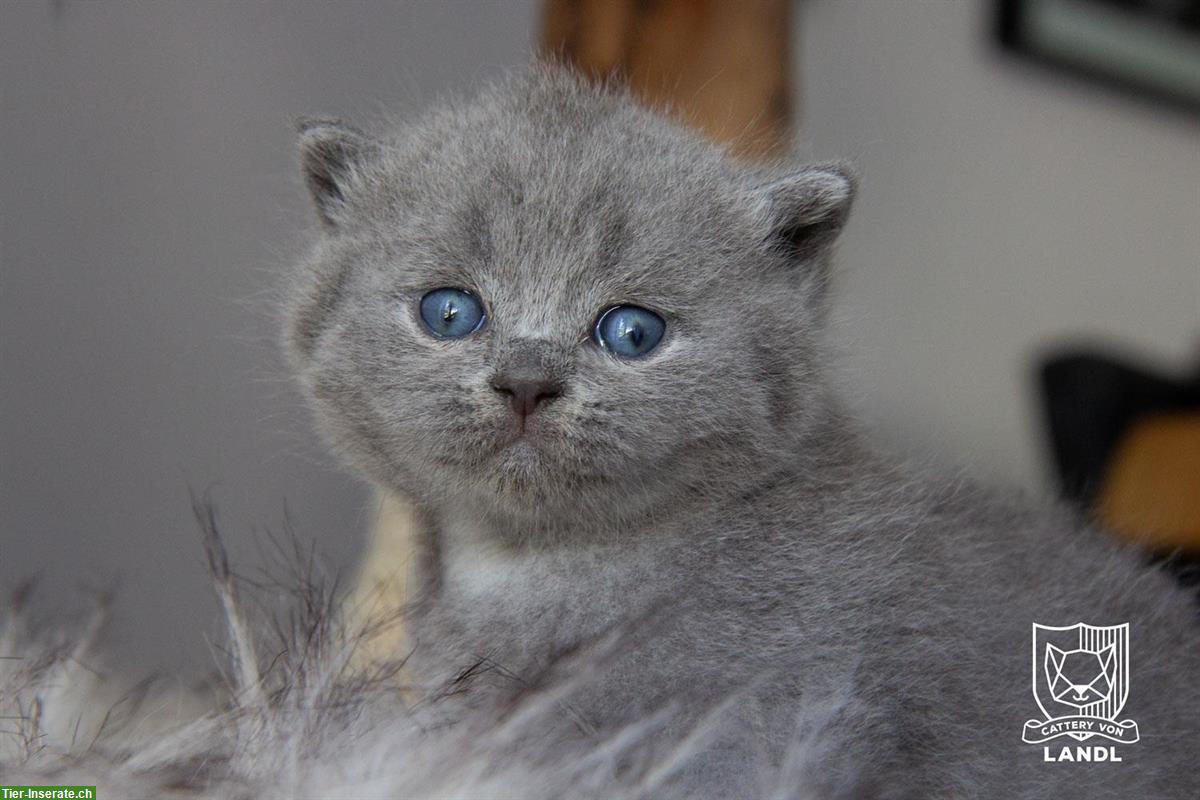 Bild 6: Reinrassige Britisch BKH Kitten mit Stammbaum