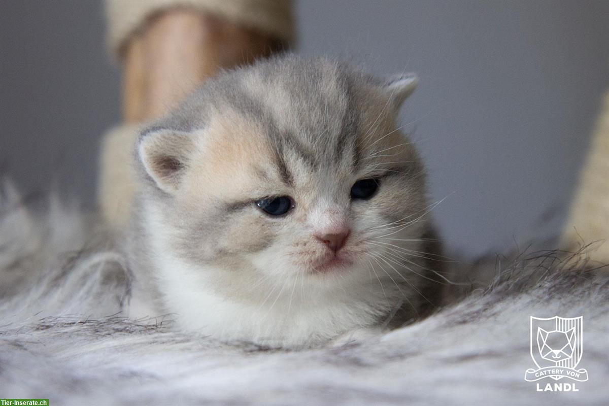 Bild 7: Reinrassige Britisch BKH Kitten mit Stammbaum