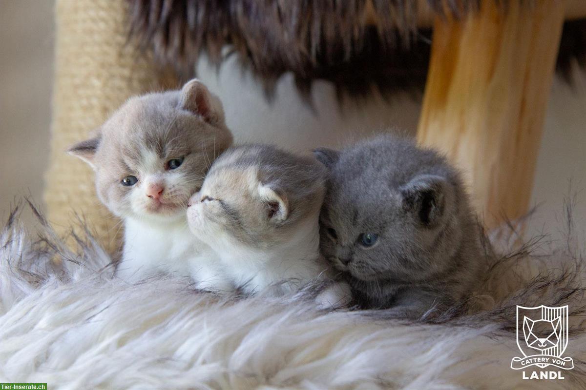 Bild 8: Reinrassige Britisch BKH Kitten mit Stammbaum