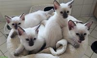 Thai Siam Kitten Chocolate-Point reinrassig