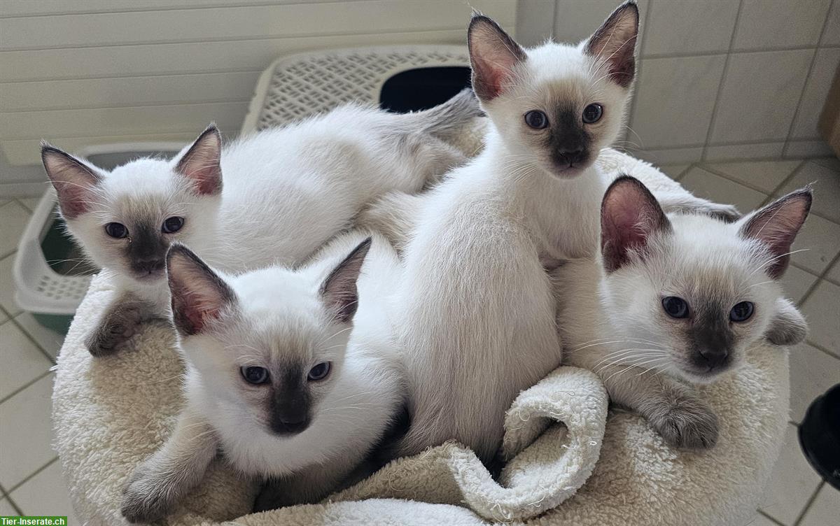 Bild 3: Thai Siam Kitten Chocolate-Point reinrassig