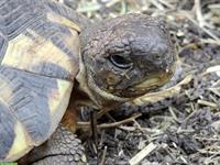 Testudo hermanni hermanni Toscana 0.1