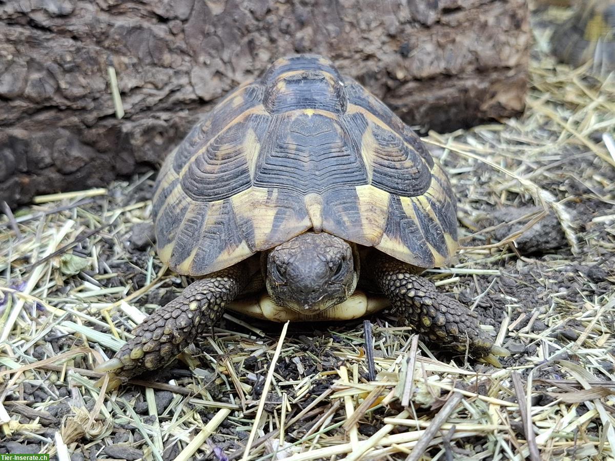 Bild 2: Testudo hermanni hermanni Toscana 0.1