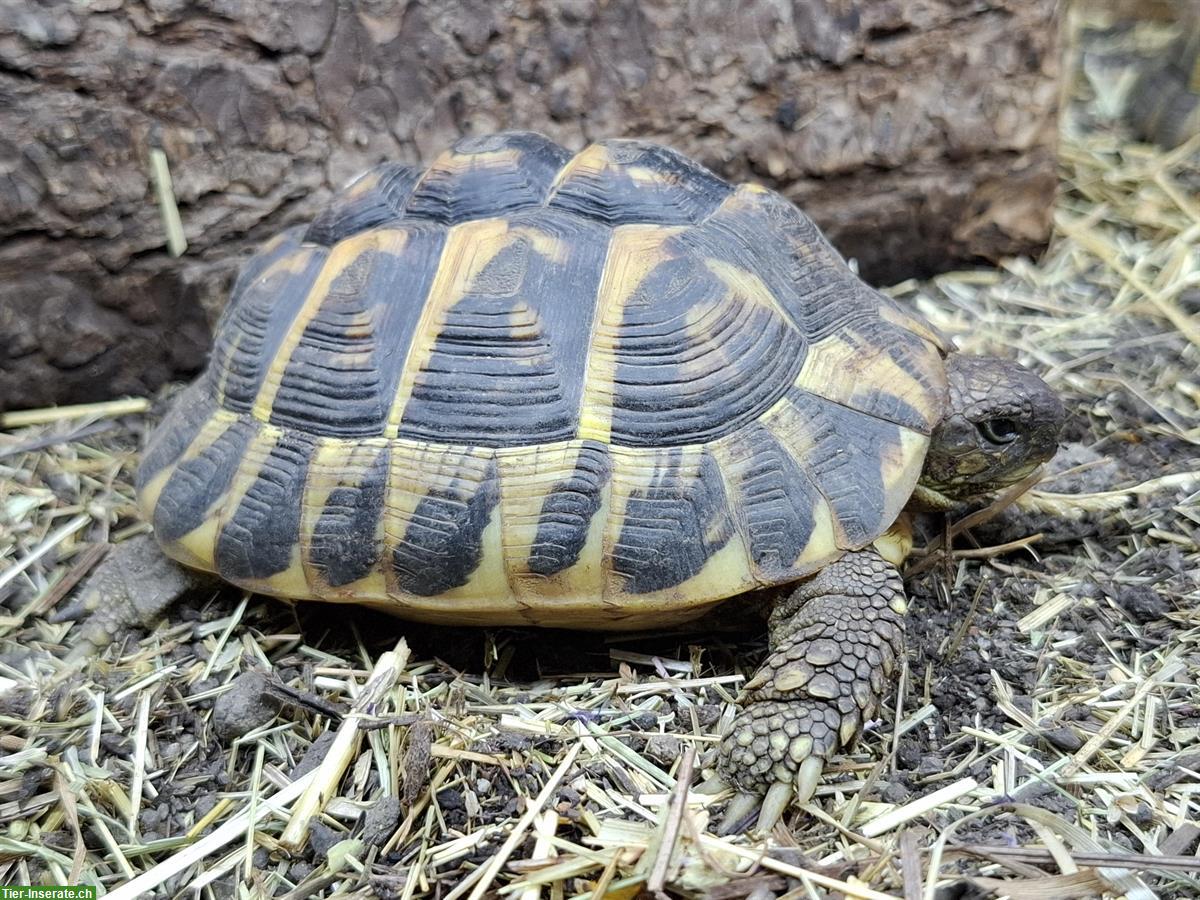 Bild 3: Testudo hermanni hermanni Toscana 0.1