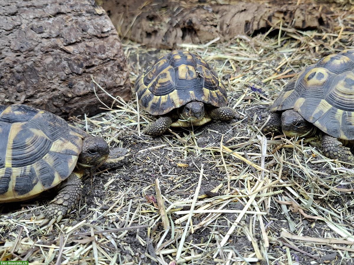 Bild 4: Testudo hermanni hermanni Toscana 0.1
