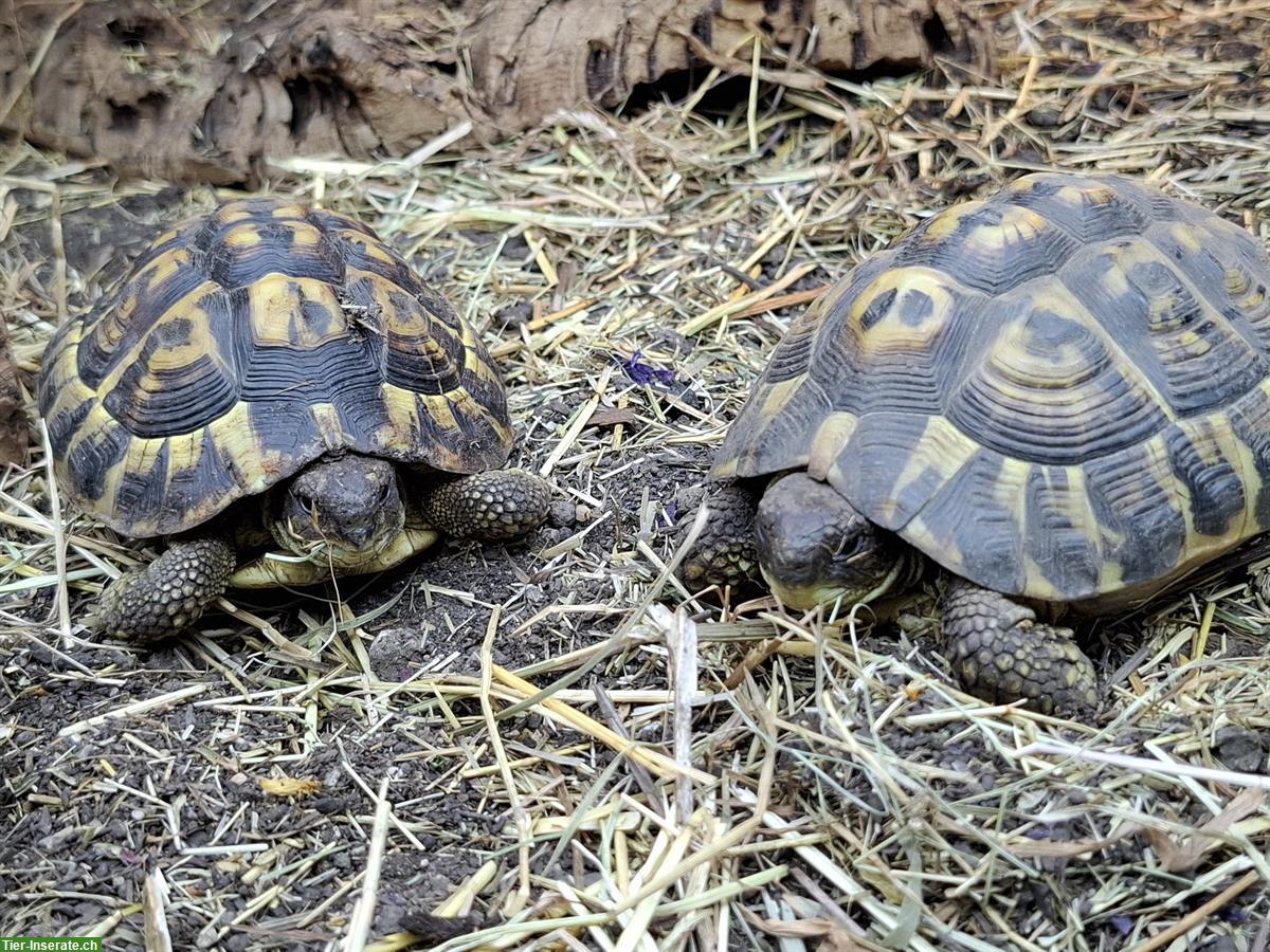 Bild 5: Testudo hermanni hermanni Toscana 0.1