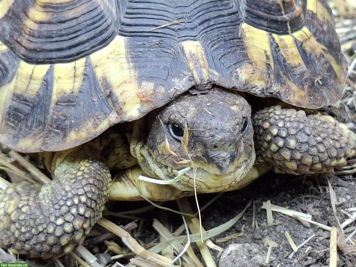 Bild 6: Testudo hermanni hermanni Toscana 0.1
