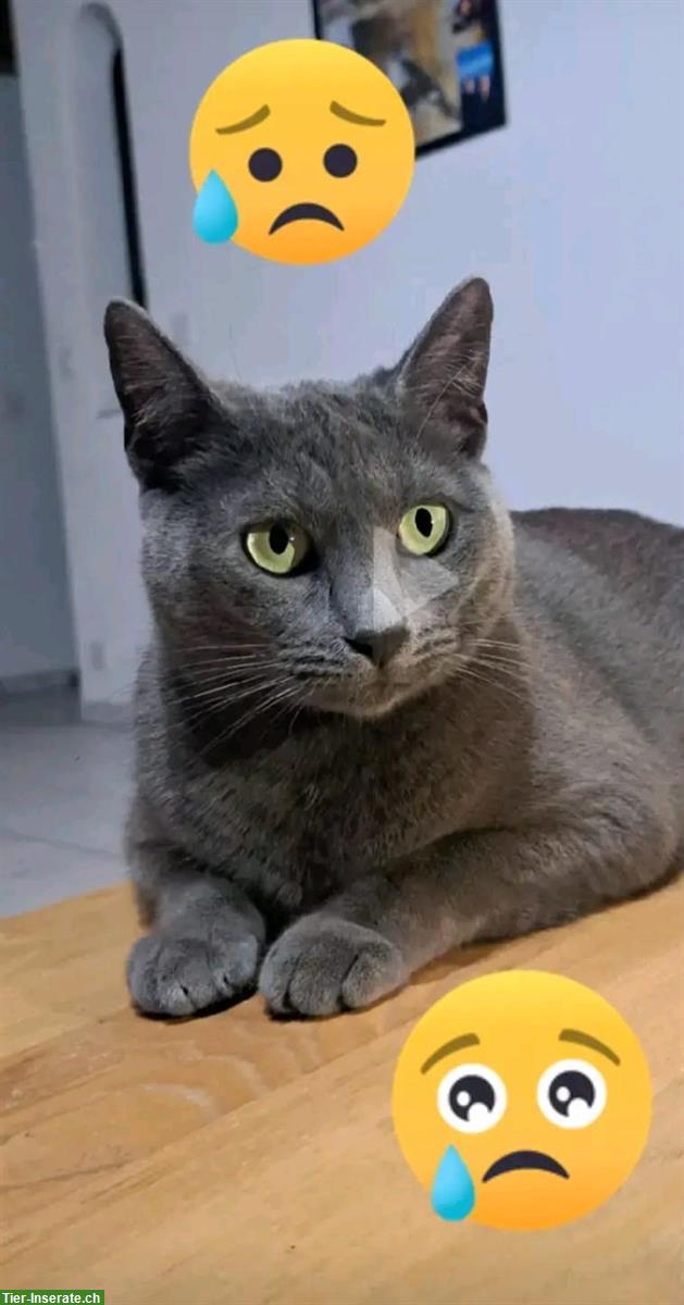 Graue Russisch Blau Katze vermisst